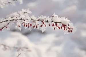 Vorschau: Motiv_Weihnachten_2024_rgb.jpg